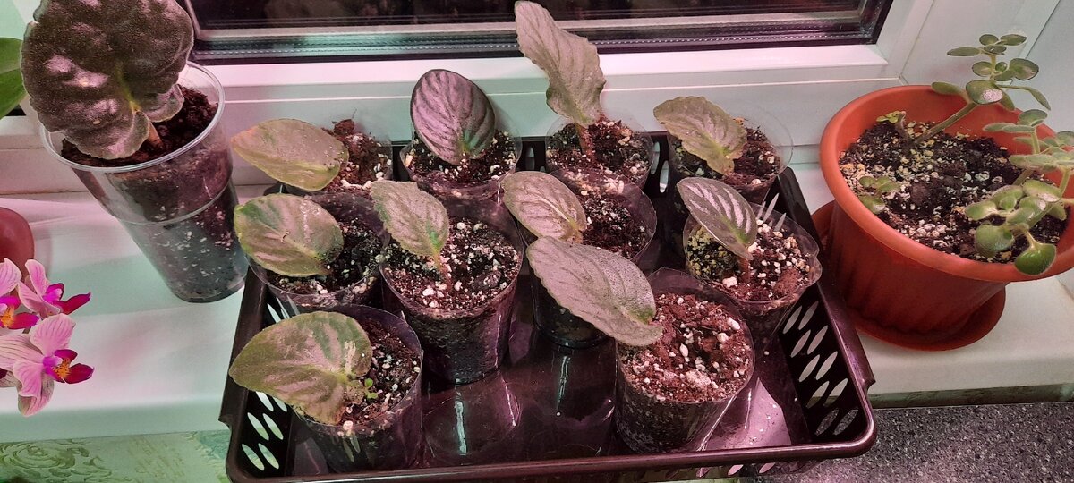 Это только часть стаканчиков с фиалками.