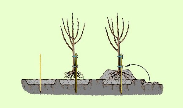 Сажаем абрикосы на высокие холмики