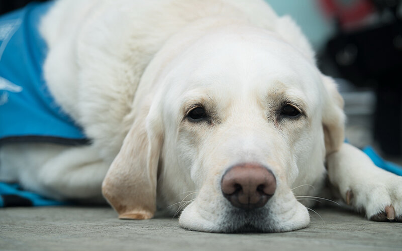 Помимо наследственных, общих для всех собак заболеваний, многим породам свойственны специфические проблемы со здоровьем. Фото Amy_Gillard/Pixabay 
