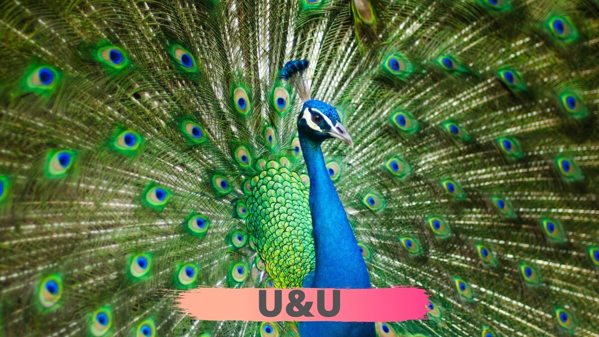canva.com
