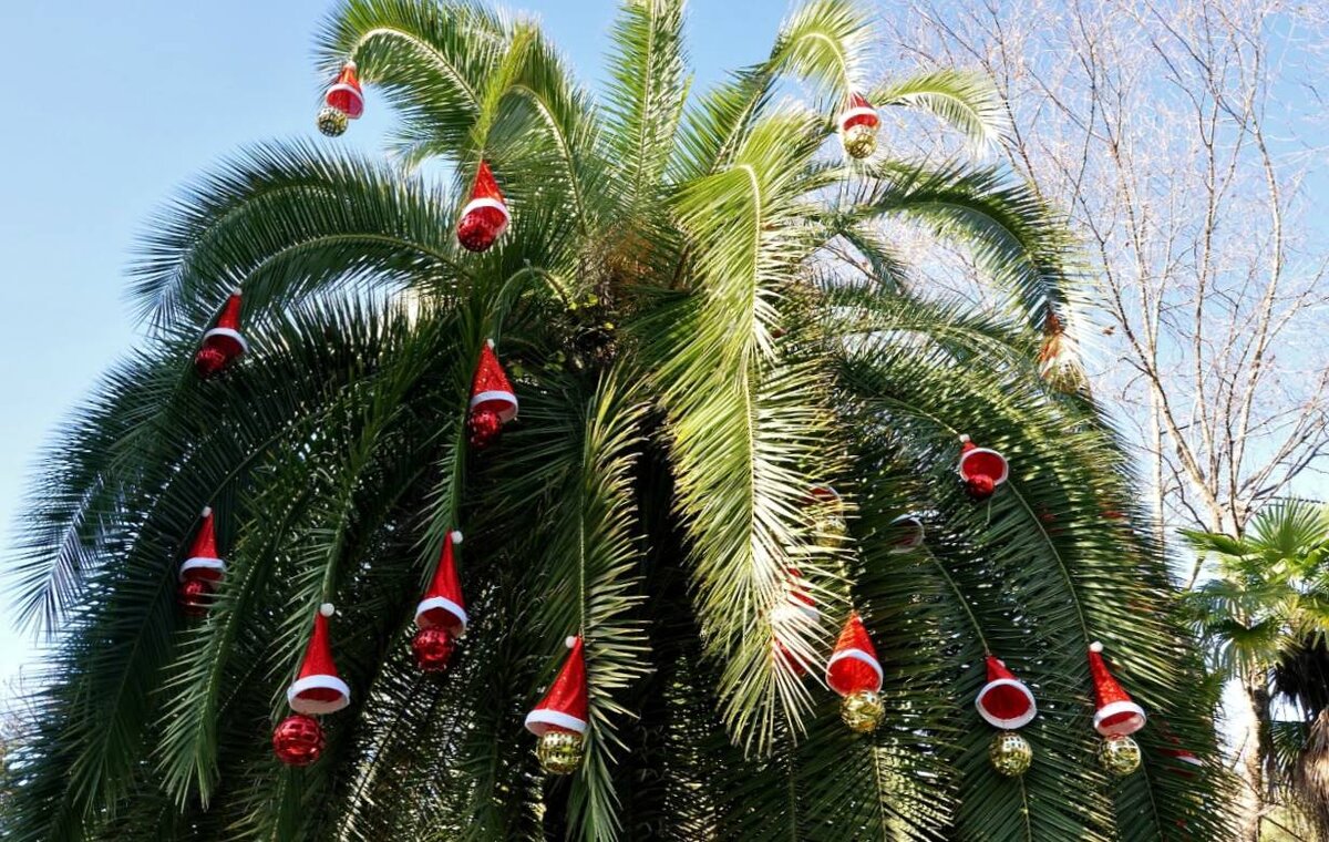 Новый Год в Сочи