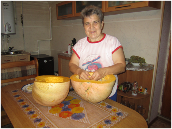 Сорт тыквы Великан