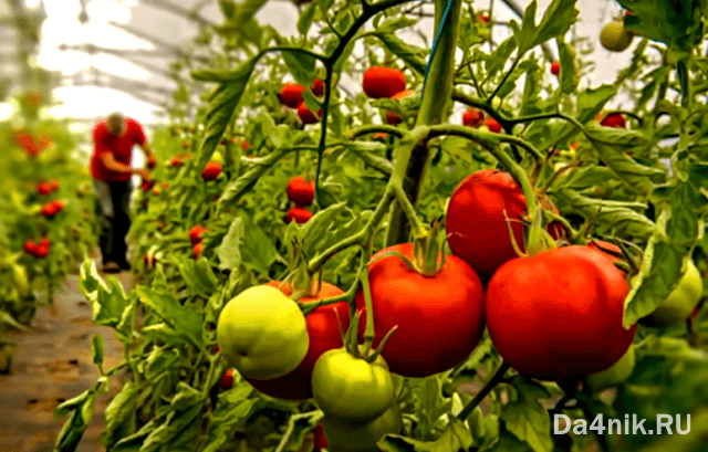 Сколько раз в неделю надо поливать помидоры в теплице