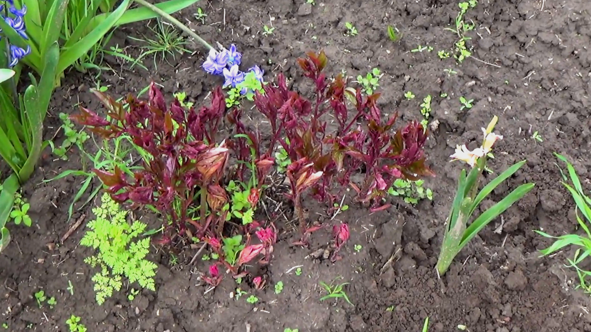 Пора поухаживать за пионом