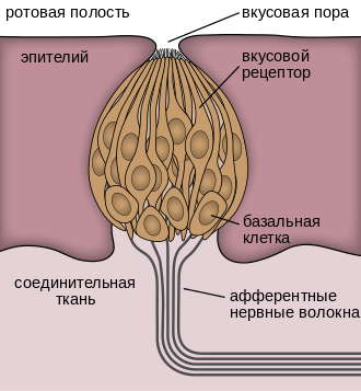 Вкусовая почка