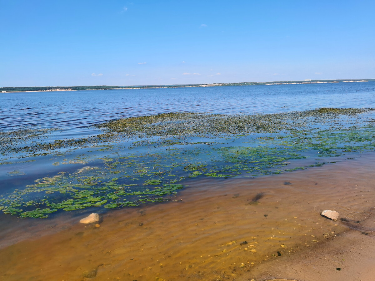 Водоросли ростов