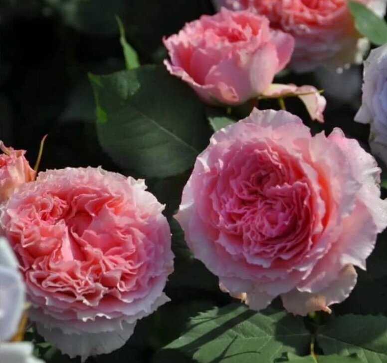 Розы японской селекции фото с названием сорта