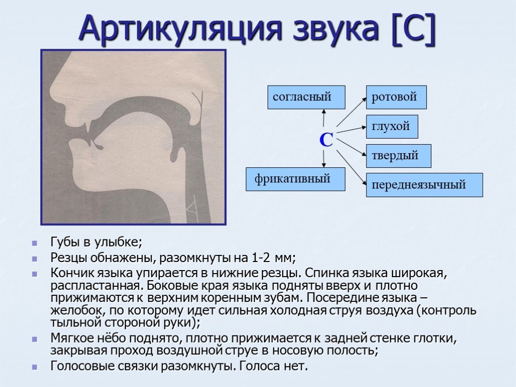 Секреты логопеда. Звук [С]. Что должен уметь ребёнок, чтобы научиться  произносить звук [С]. | Логопед и Я | Дзен