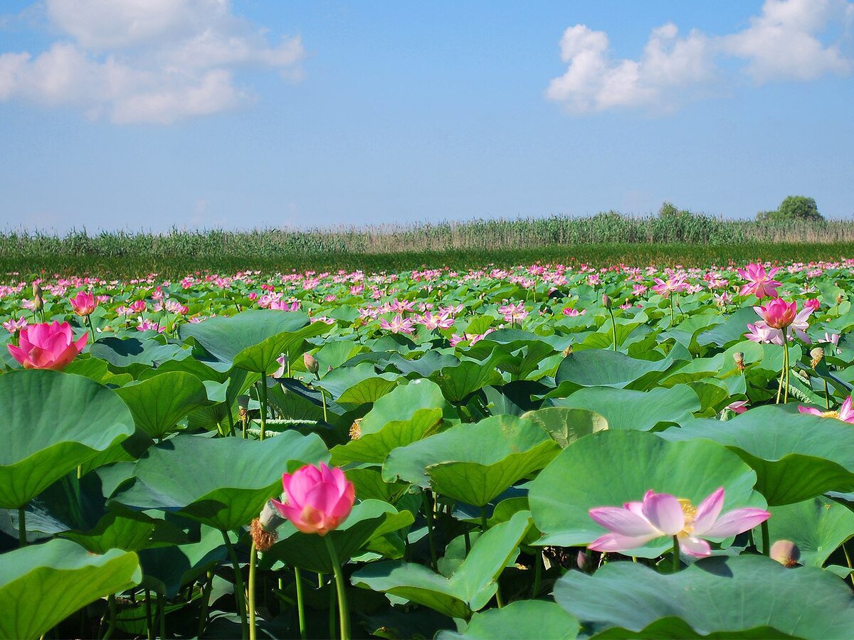 Фото взято из интернета