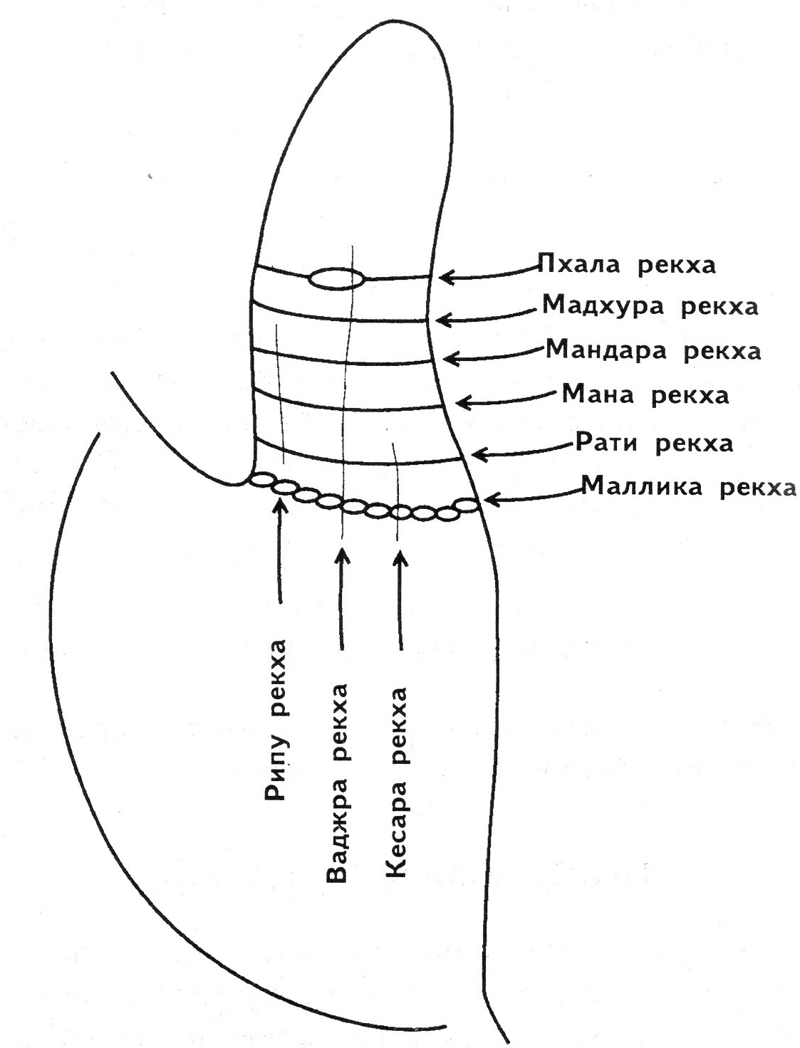 Пхала Рекха на большом пальце