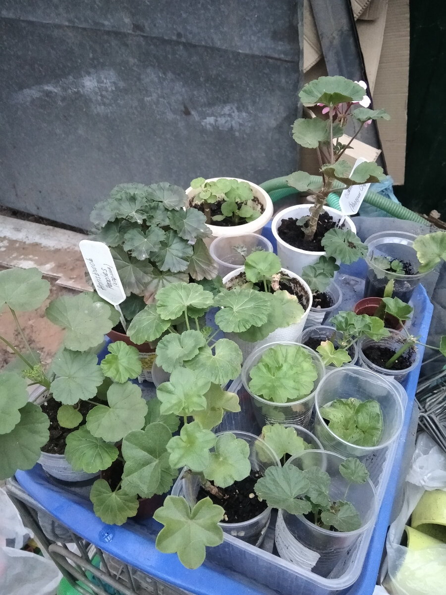 Здесь всякие черенки и 3 куста-подростка "Энсбрук Пичез", "Сияющий оранж" (это условное название - называть, так чтобы красиво звучало) и "Маверик Стар F1". 