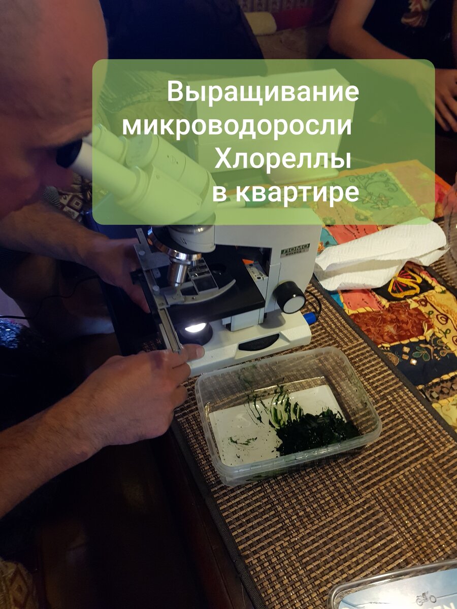 Подсчет количества Хлореллы в 1 мл воды