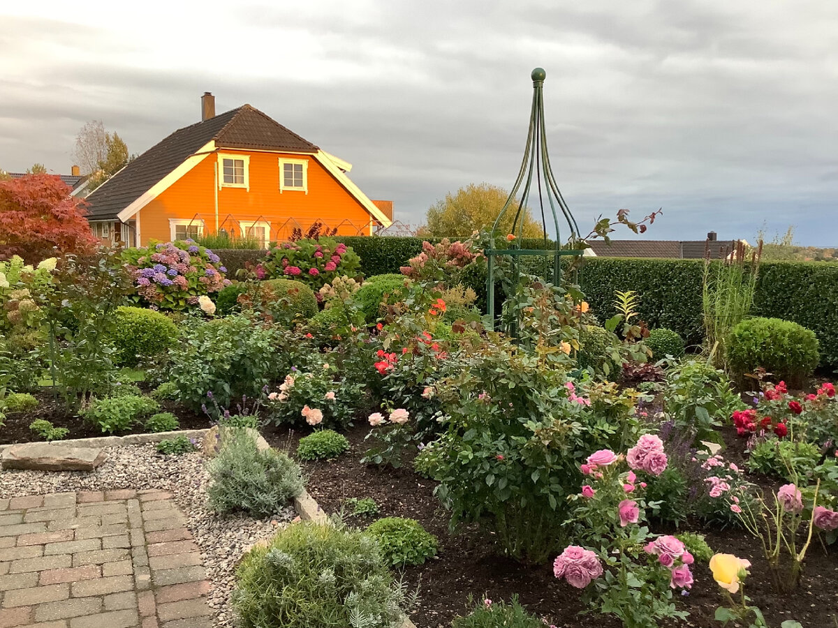 4 фото, листайте. Общий вид цветника с розами.