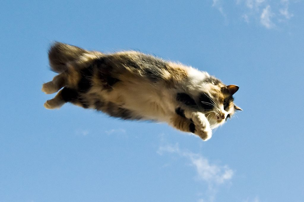Коты полетели. Кот летит. Кот в прыжке. Летающие коты. Кошка в полете.