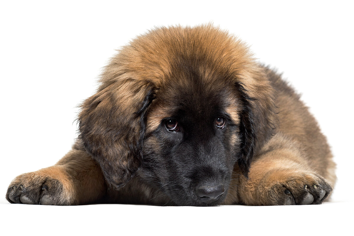 Леонбергер (Leonberger)