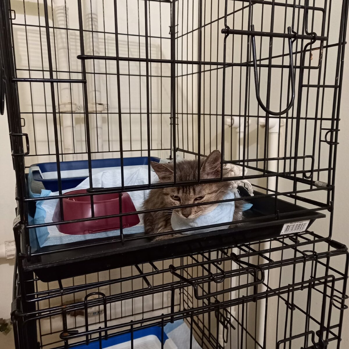 Милка, уже здорова, ищем дом