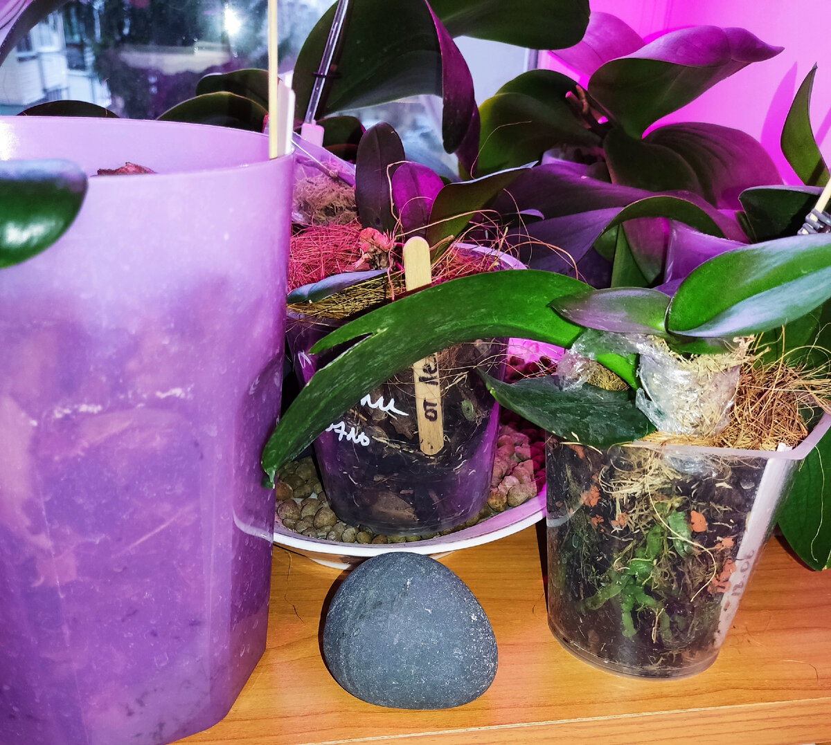 Чарин любимый камешек. Не маленький такой. 