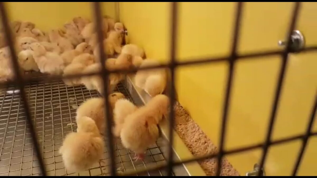 Первые сутки корм молим в кофемолке 