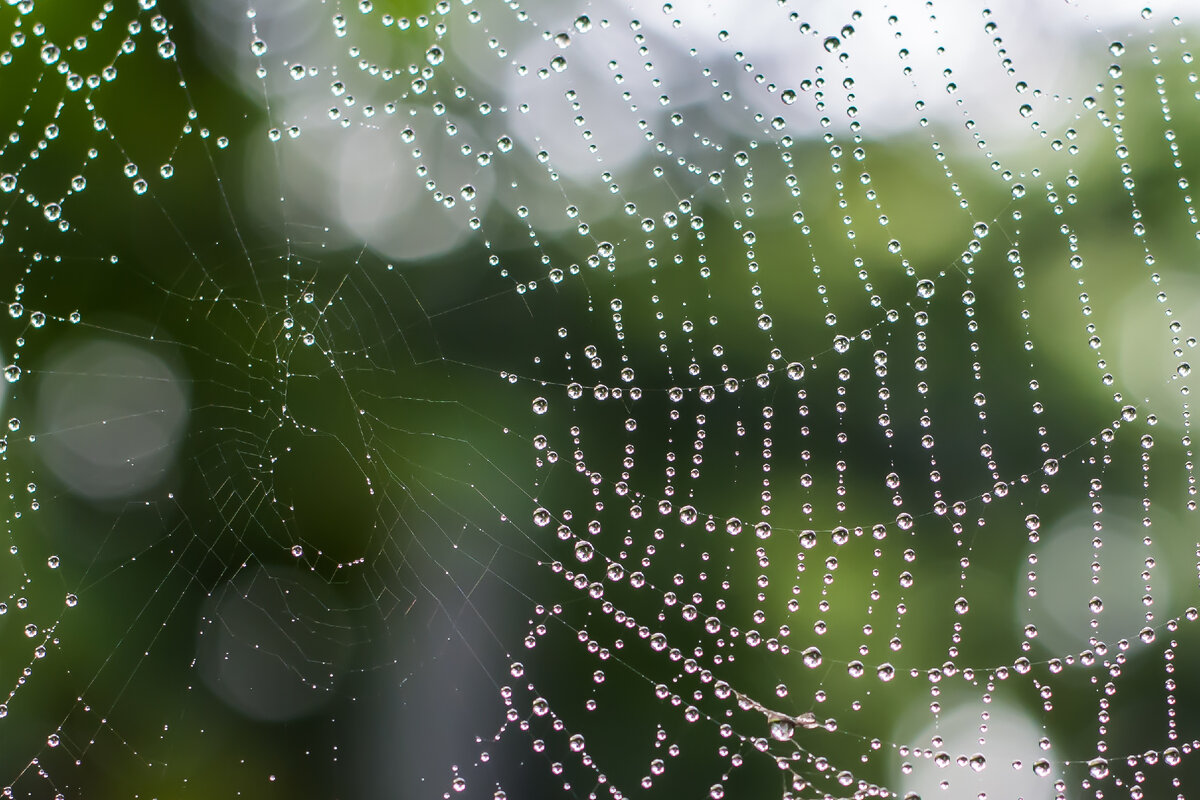 Пауки /// Матчасть и интересные факты 🕸 | Зелёный дол 🌱 | Дзен