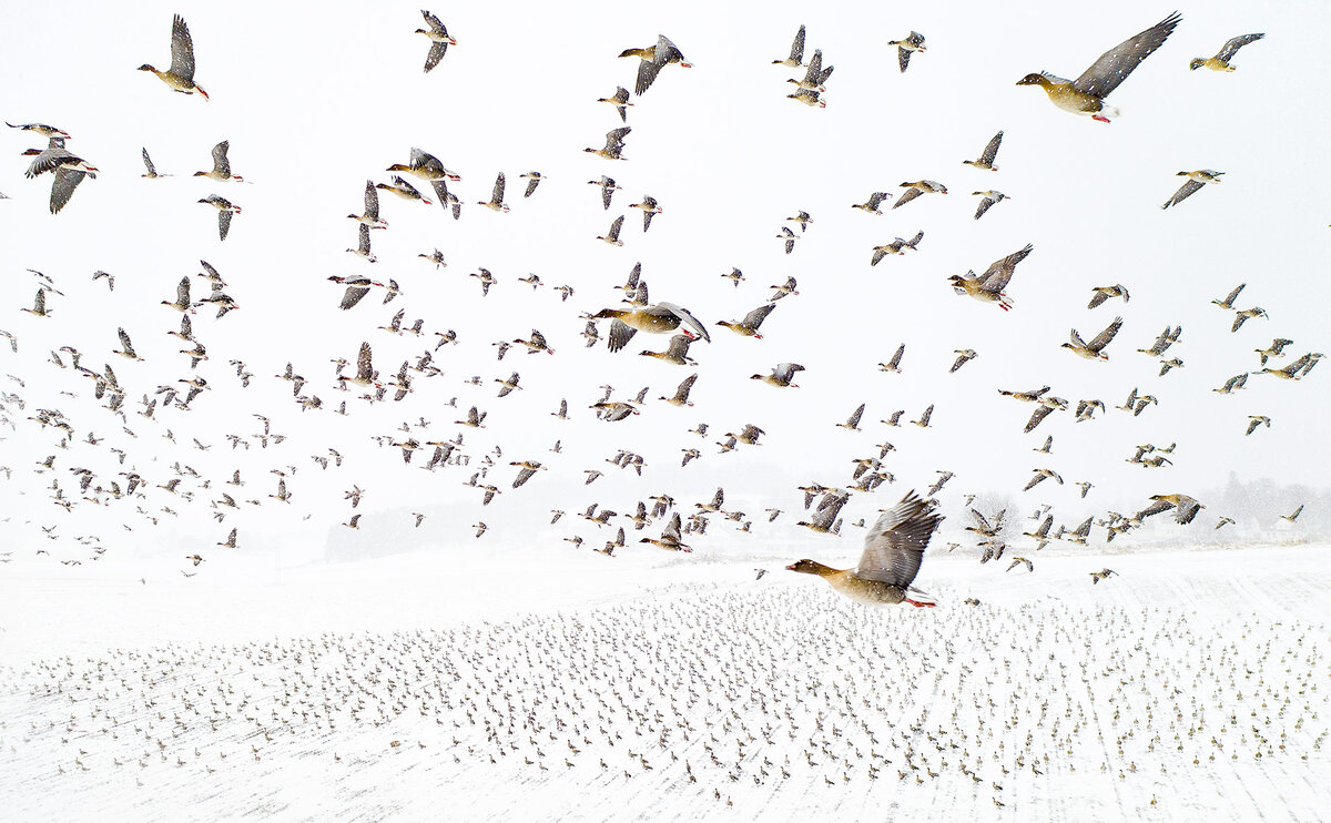Фото: Terje Kolaa, naturephotographeroftheyear.com