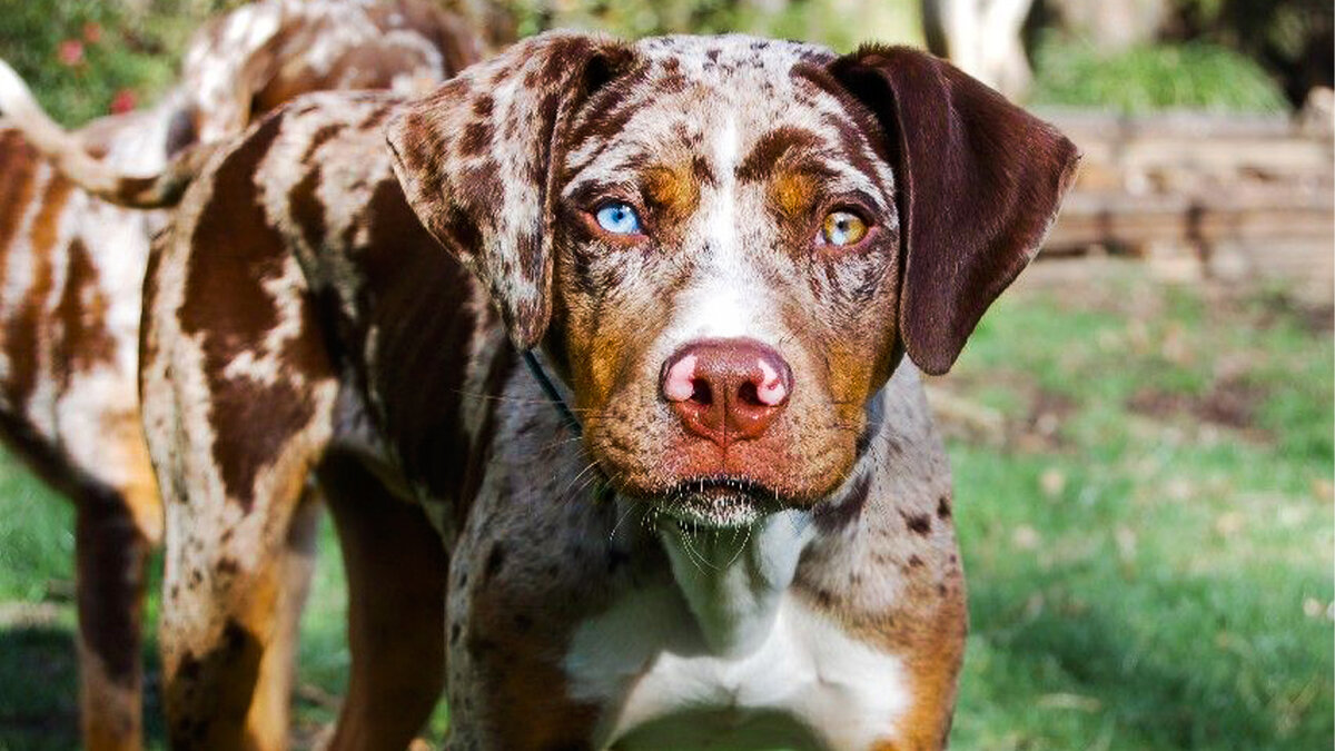 фото с сайти cat4you.ru