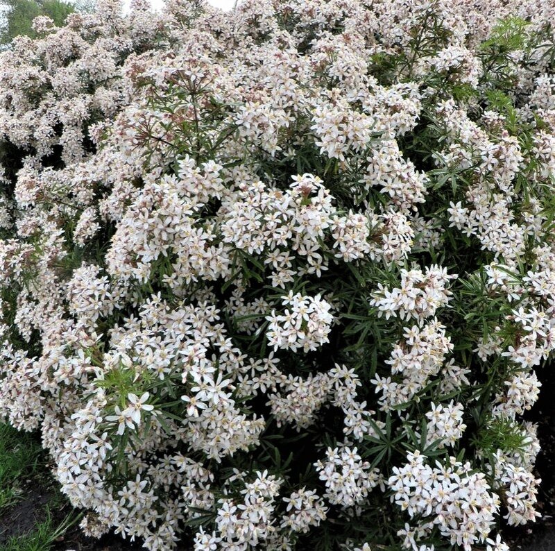  Кусты шуазии тройчатой. Фото с сайта: https://clck.ru/ahTYW.