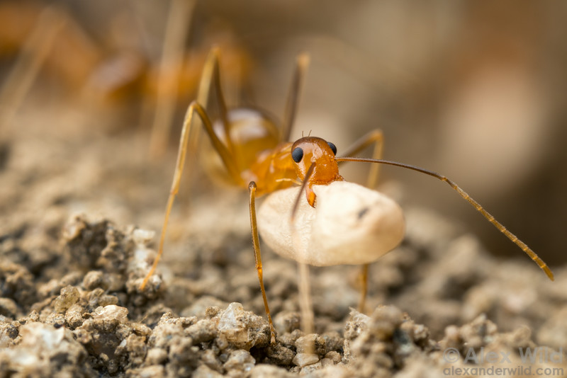 Сумасшедший желтый. Anoplolepis gracilipes. Anoplolepis gracilipes муравьи. Муравьи «anoplolepis gracilipes» домашние. Желтый сумасшедший муравей.