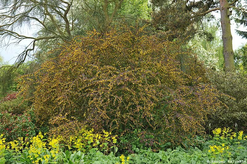 2 фото, листайте