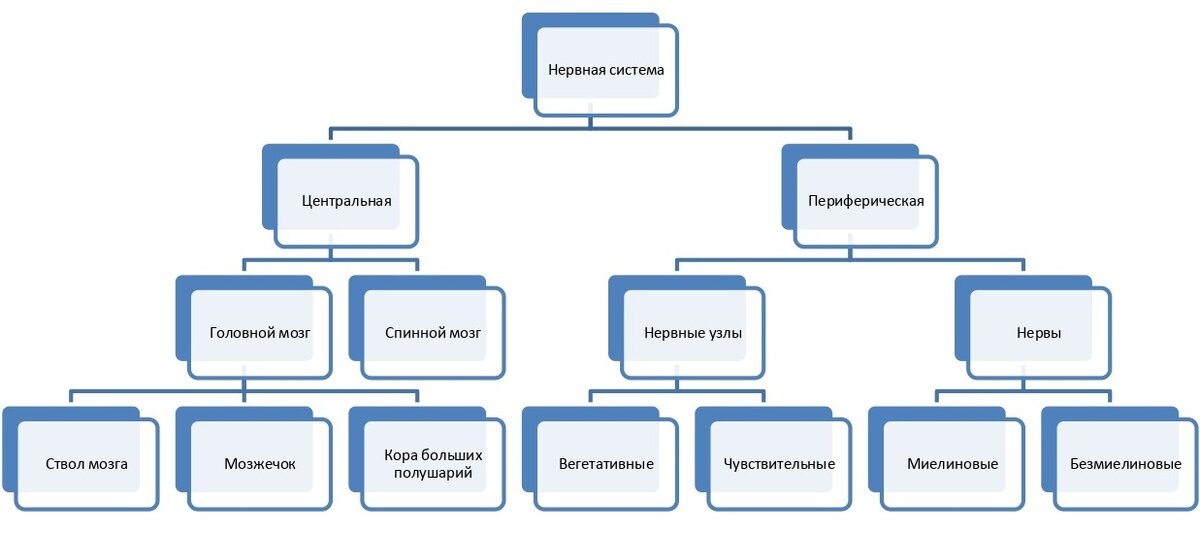 Строение нервной системы