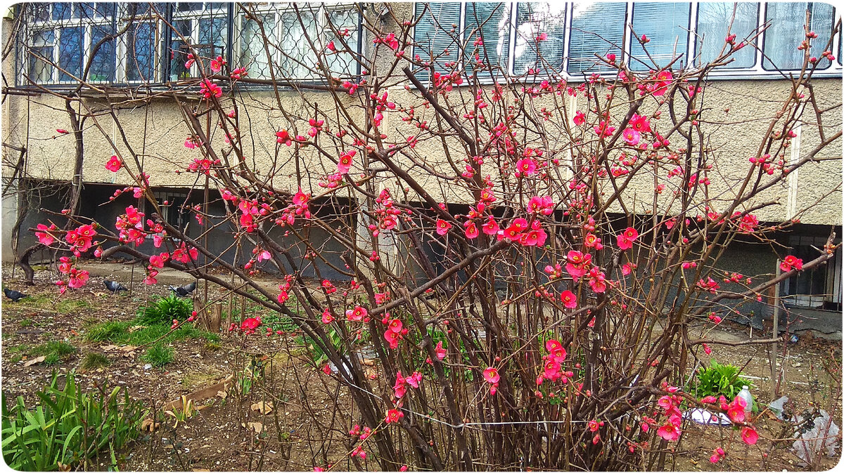 Японская роза