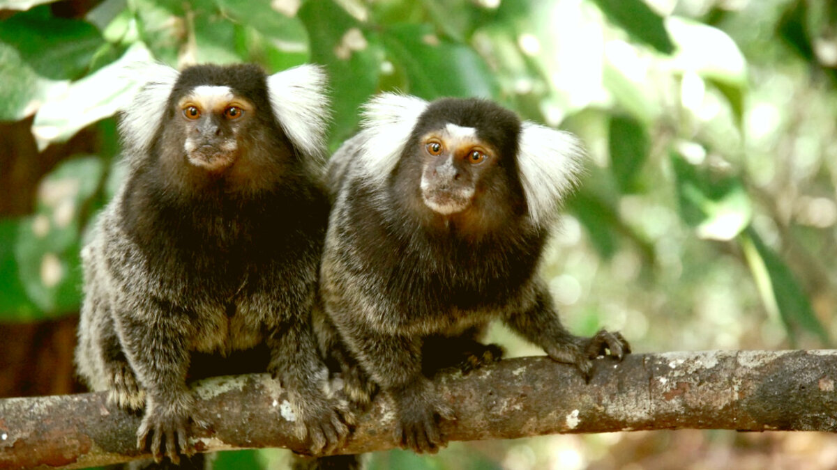 У игрунок мама до боли похожа на папу