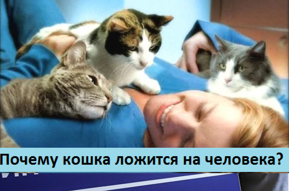 С чего это у кошки такое поведение? 