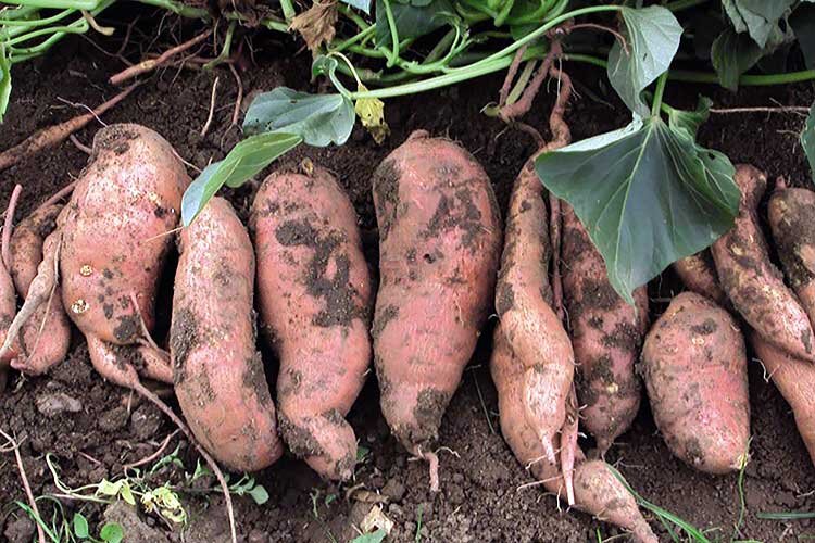 Фото из свободного доступа в интернете