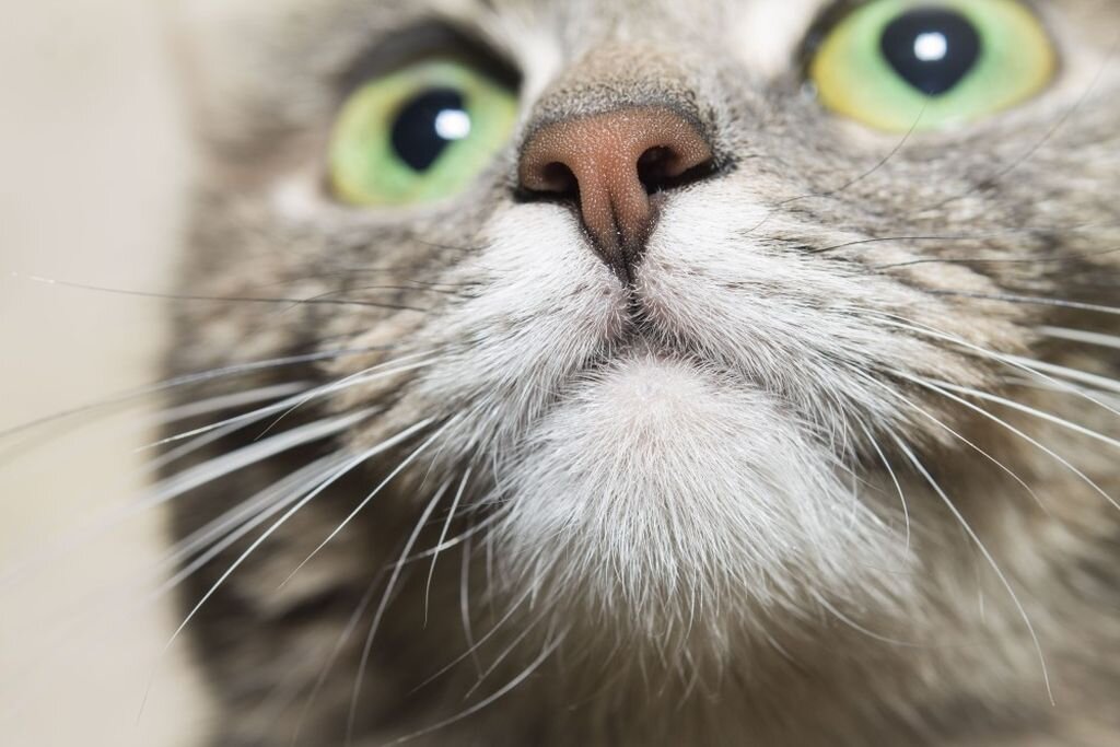 Какой нос должен быть у здоровой кошки? | Royal Canin