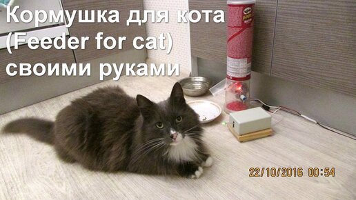 Кормушка для кота с самообслуживанием