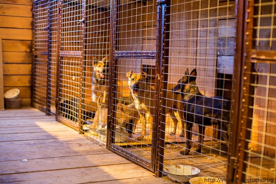 приют для бездомных животных ставропольский край. приют бездомных животных в ставрополе. приют гавкис ставрополь?. валентина ставрополь приют. ставрополь собачий приют.