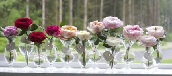 Сорта для срезки. Фото Flirty Fleurs 