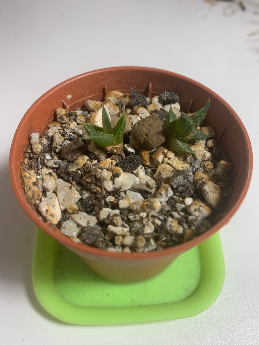 Сеянцы алоэ Дескуана 