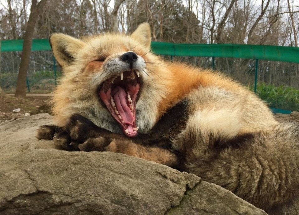 Так сладко зевать может только счастливый лис