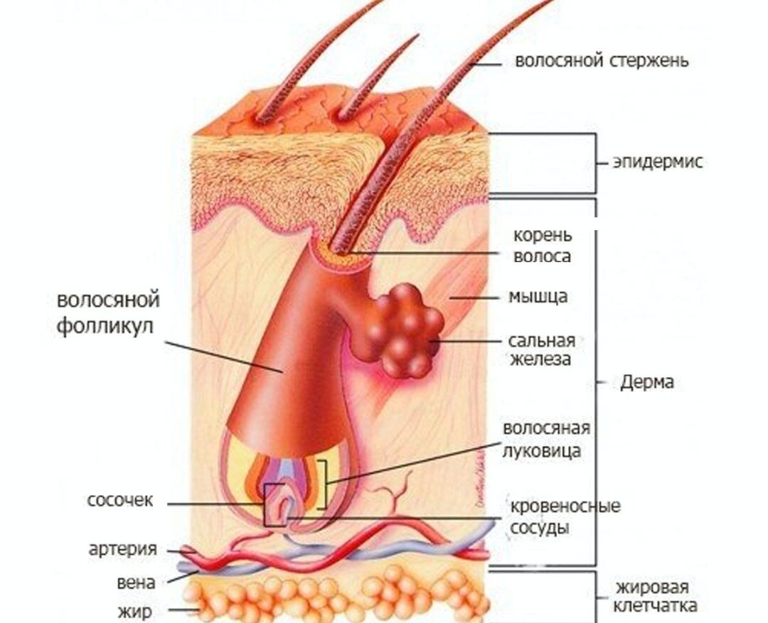 строение волоса фото