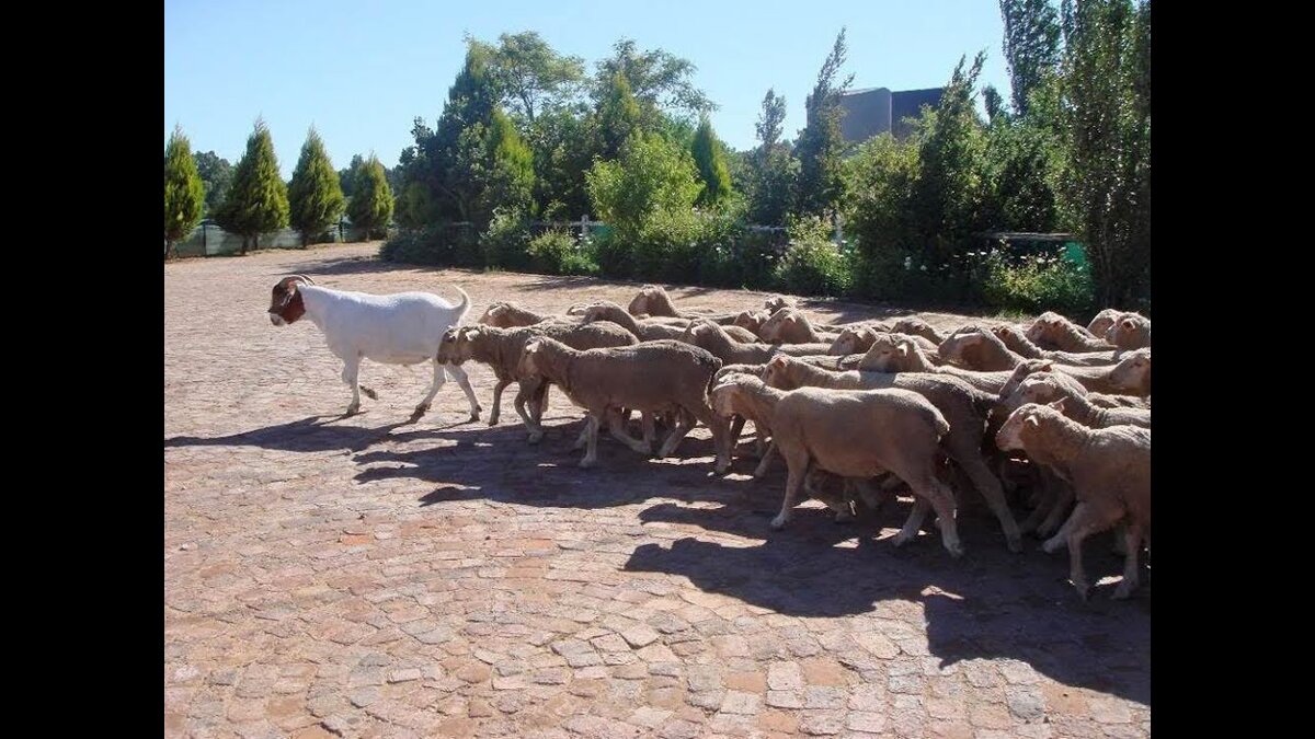 Яндекс. Картинки.