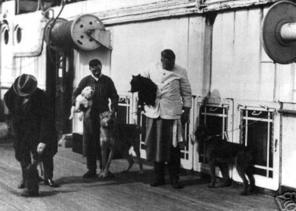 На «Титанике» погибло 1500 человек. С ними не вернулись домой их питомцы