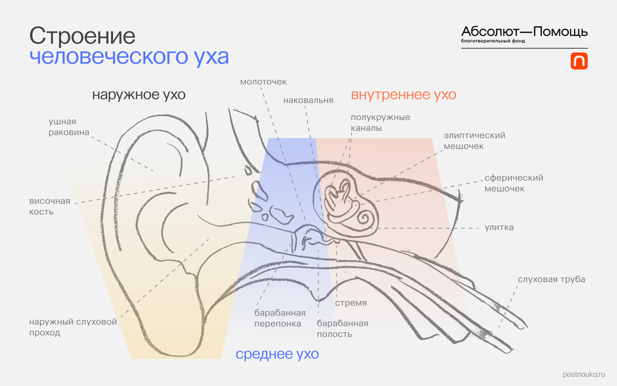 Строение молоточка уха. Наружное среднее и внутреннее ухо. Наружная слуховая раковина. Слуховые ядра.