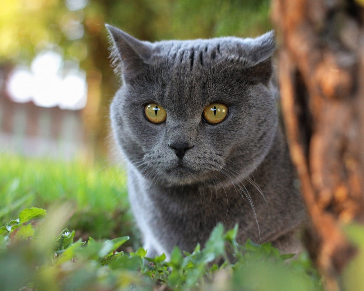 Фото из Яндекс.Картинки