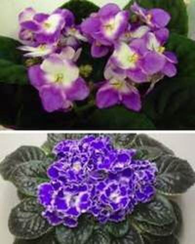 сенполия — фиалка