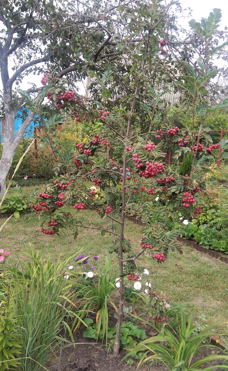 Рябина "Титан" на даче, август 2016. Пока была маленькая - выглядела лучше, чем взрослая.