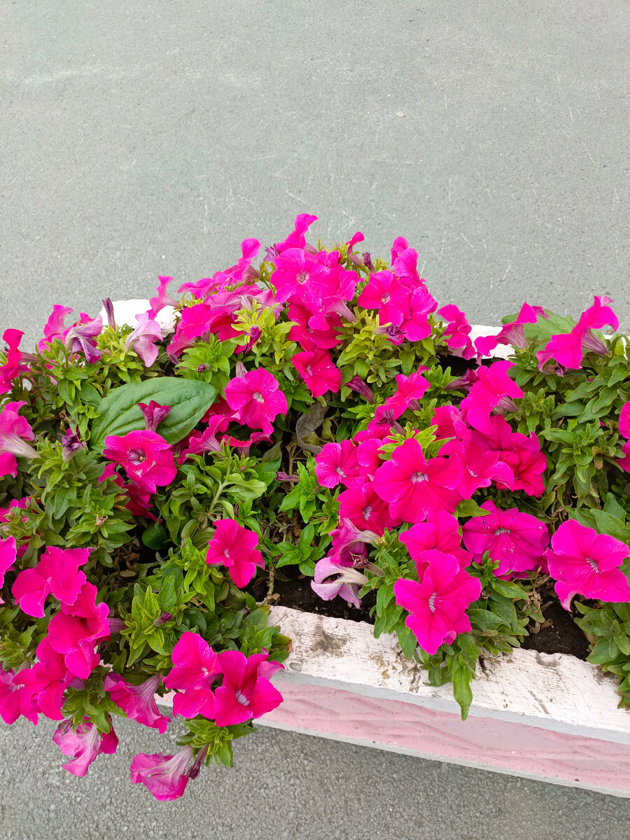 Петуния в августе.