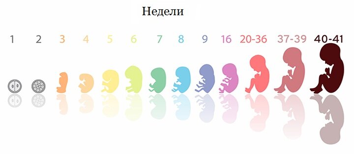 Развитие плода человека по неделям
