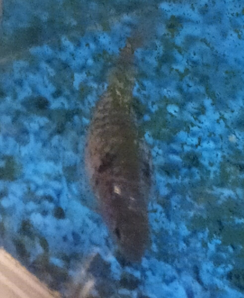 Малик прямо сейчас.