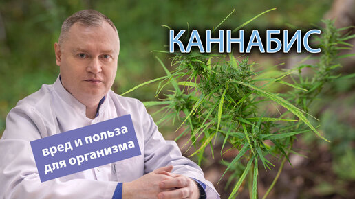 🌿 Каннабис: вред и польза для организма ⚕️